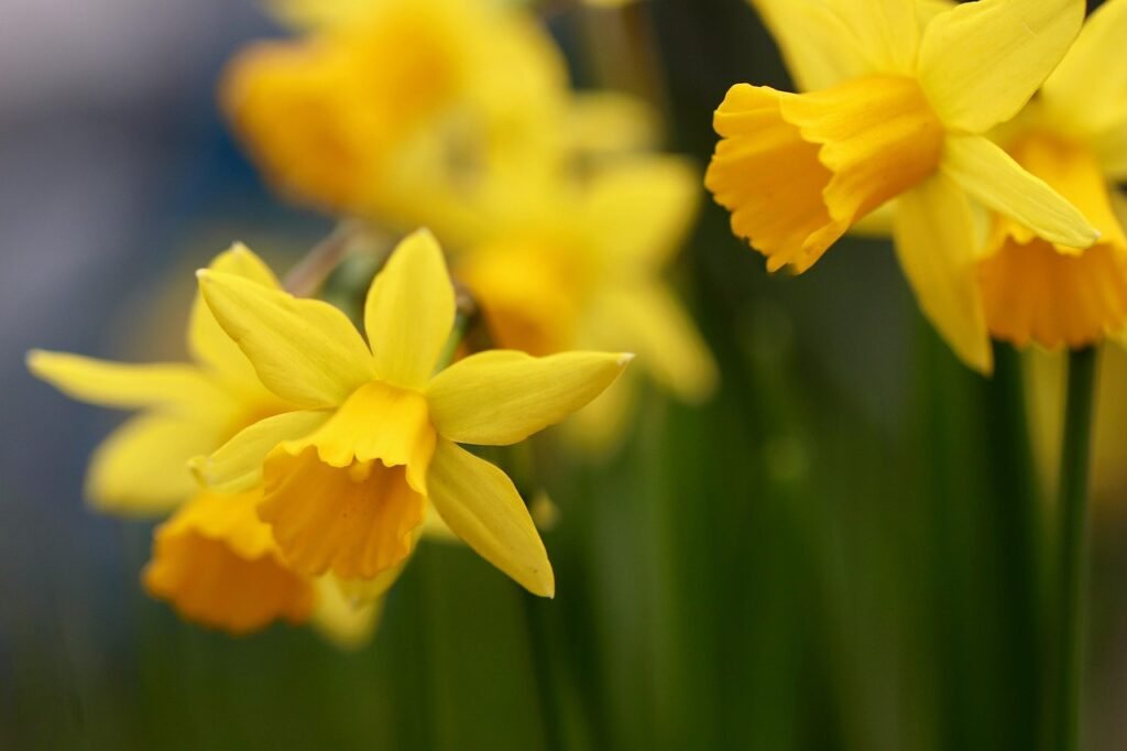 narzissen, osterglocken, zwiebelblumen, gelbe blüte, blütenblätter, blütenkelche, zierpflanzen, schnittblumen