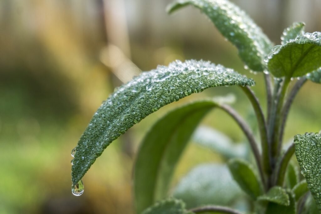 plants, garden, nature, spring, flora, home, hoarfrost, green home