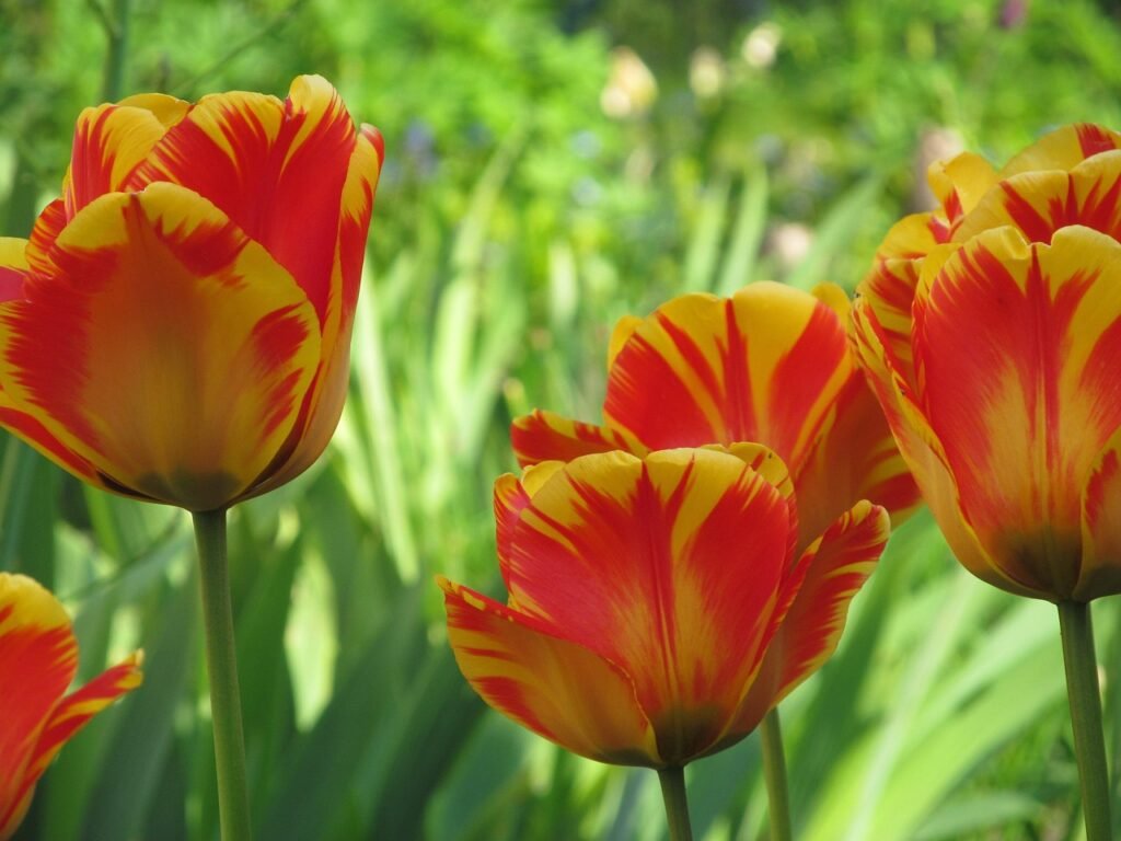 tuplen, spring, flower, blossom, flower wallpaper, bloom, spring flower, flower background, nature, beautiful flowers, hall