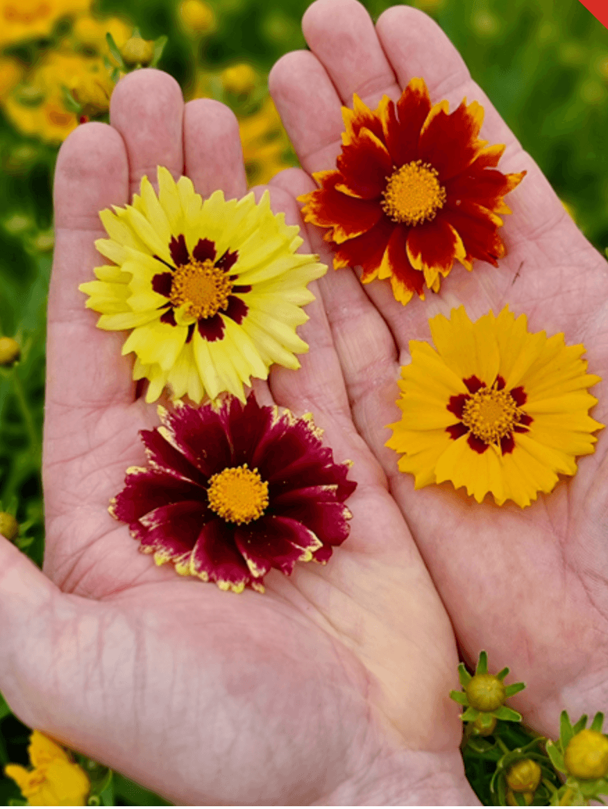 Mädchenauge Coreopsis Solar Mix Staude