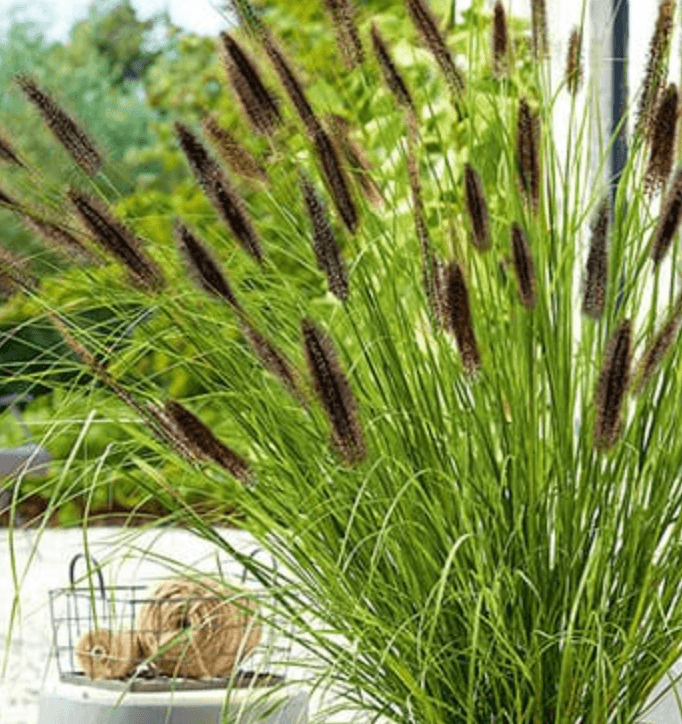 Ziergras mit dekorativen Ähren für moderne Gärten