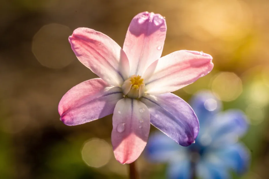 Frühlingsnägel in Rosa, Flieder und Babyblau: Trendfarben Guide, Der Sofort Laune Macht – Jetzt Entdecken